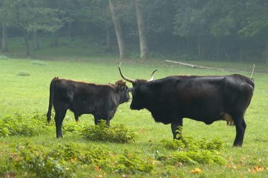 Aurochs