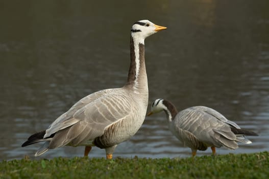 Striped Geese