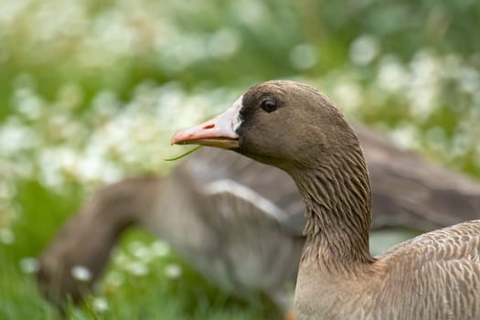 Goose Flower Meadow