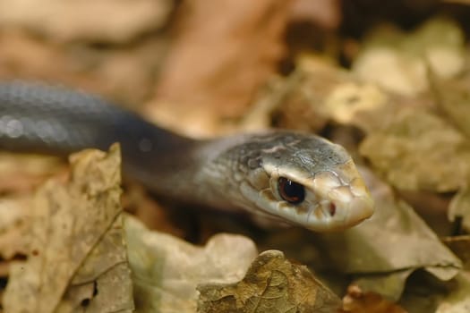 New Guinea Taipan