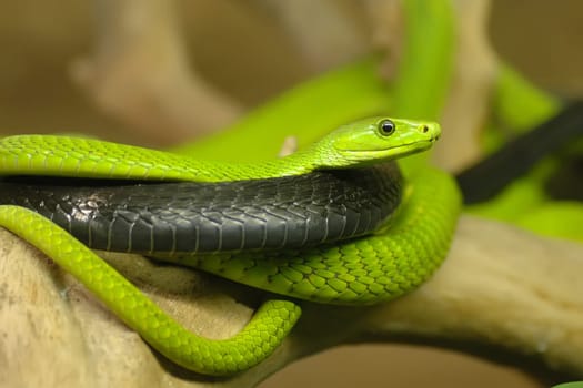 Green Mamba and Boomslang (2)