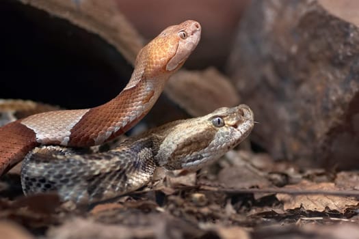 Copperhead and Wood Rattlesnake