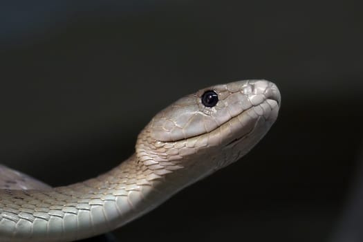 Black Mamba (2)