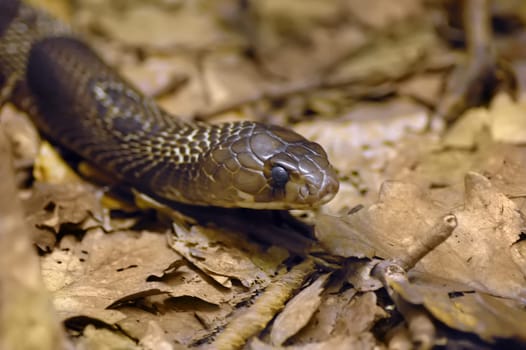 Spectacled cobra