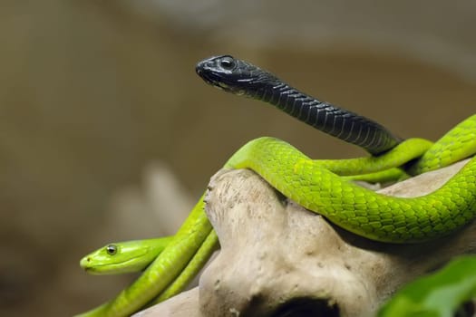 Green Mamba and Boomslang