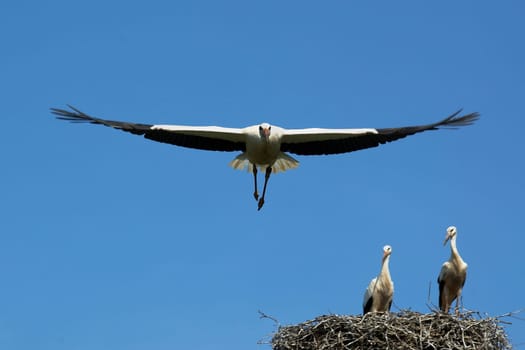 Young stork during flight exercise