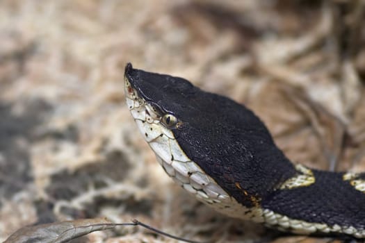 Chinese Crowned Vipers