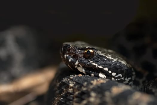 Pygmy Rattlesnake