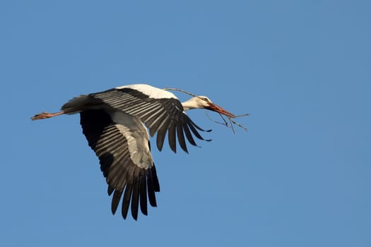White stork with nesting material