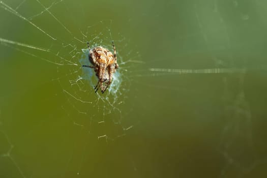 Garden spider in its web