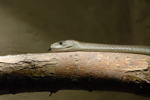Black Mamba