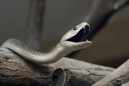 yawning black mamba