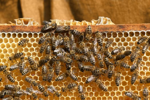Bee colony on honeycomb (2)