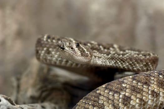 Diamond Rattlesnake