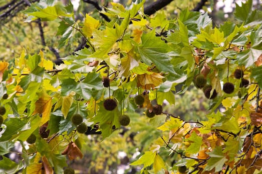 Autumn leaves
