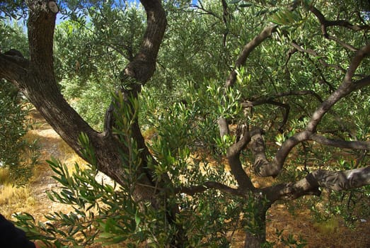 Olive Tree 19