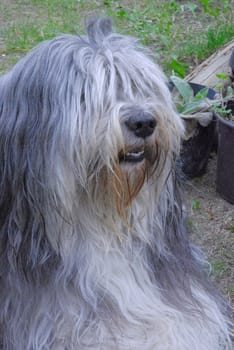 Pon in the garden