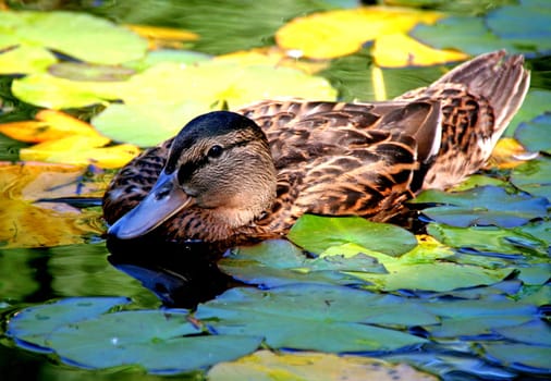 Duck Wellness