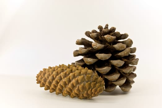 Pinecone-insulated