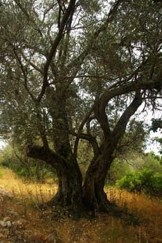 Olive Tree 21