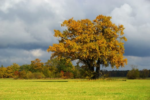 Oak 16