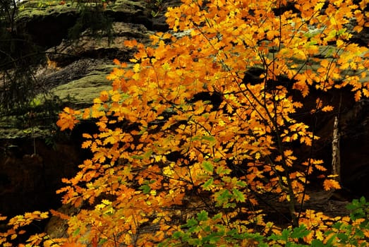 Oak 19