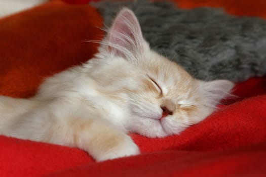Kitten