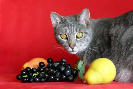Healthy nutrition