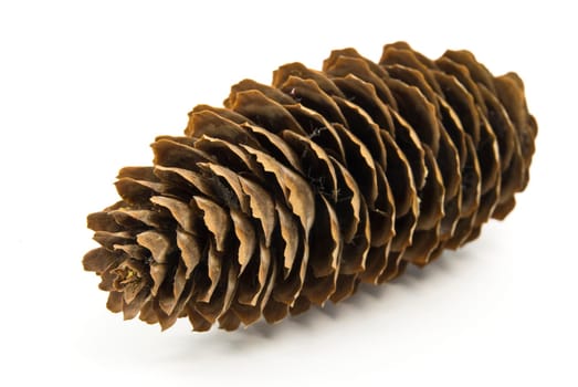 Pine cone isolated on white