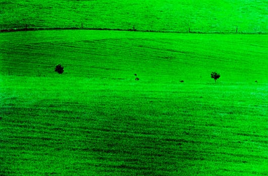 Meadow