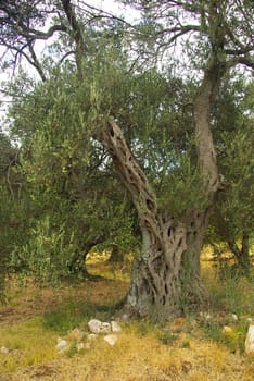 Olive Tree 36