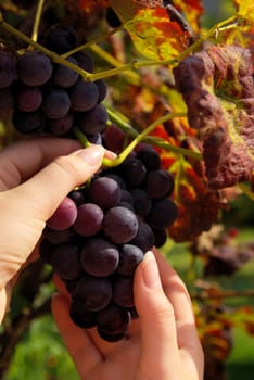 Wine 11