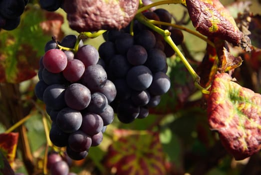 Wine 08