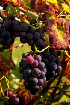 Wine 09
