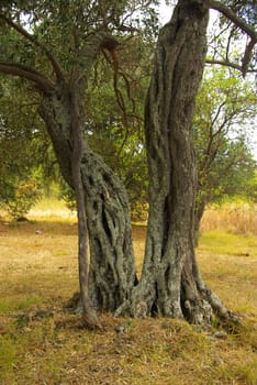 Olive Tree 39