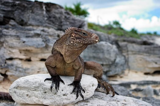 Belttail Iguana