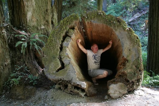Sequoia