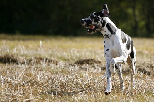Great Dane male