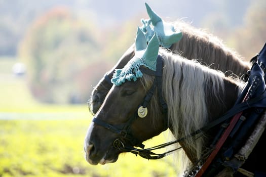Black Forest Horse Head Portrait
