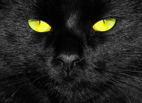 Black Cat