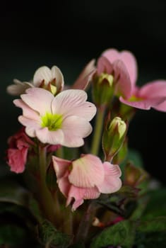 Primroses