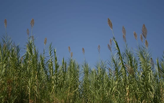 Reed