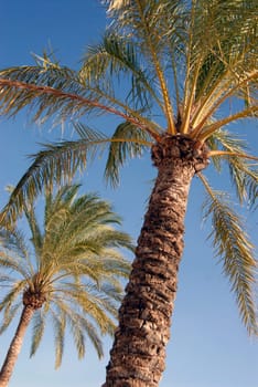 Palm trees