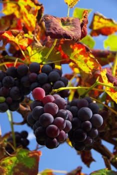 Wine 10