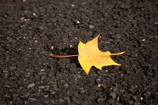 yellow maple leaf