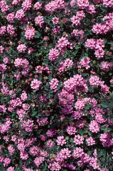 Flowers without food