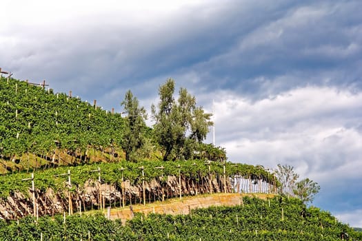 Vineyards II