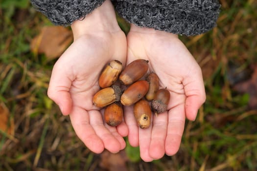 Handful of acorns