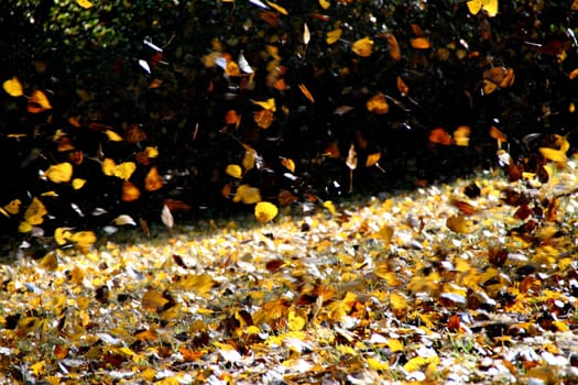 Autumn wind