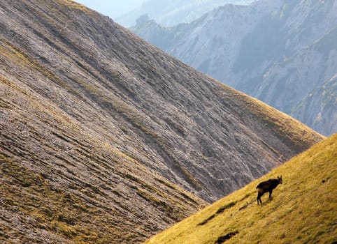 Chamois 1